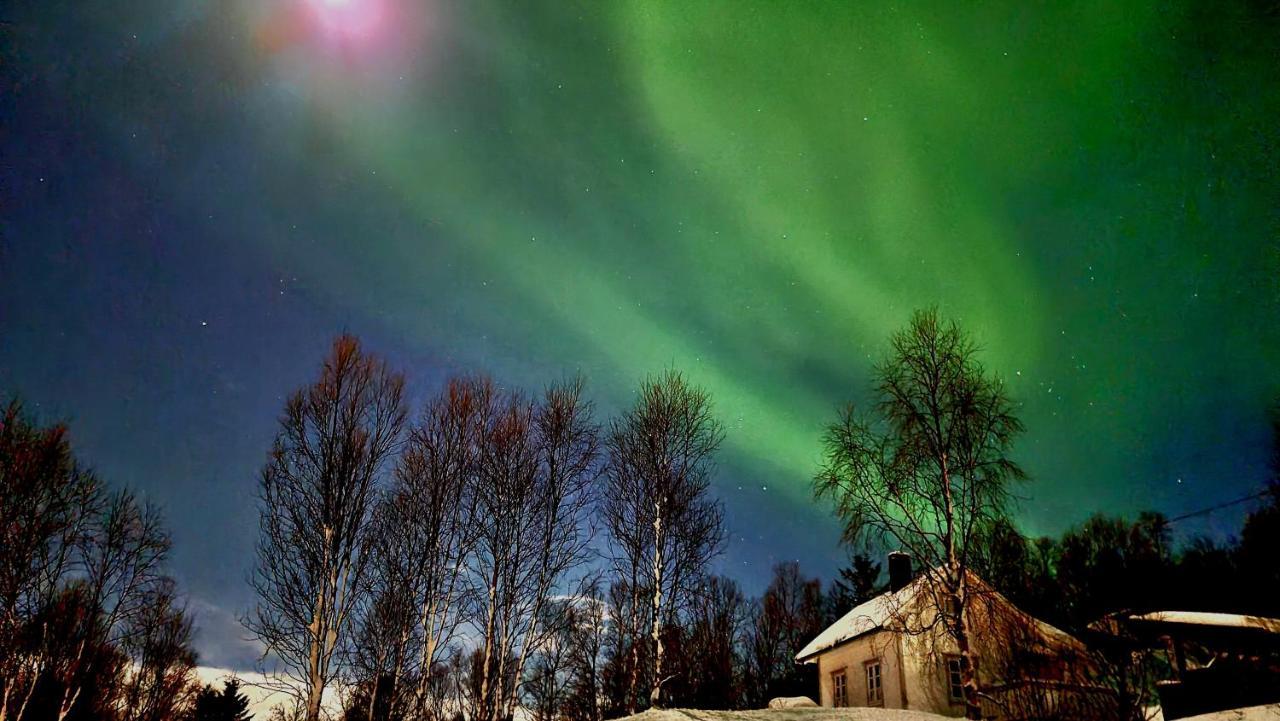 Botnhamn Cabin Magic On Senja, Atmosphere Like A Fairytale מראה חיצוני תמונה